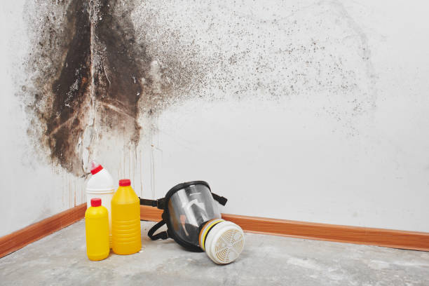 Best Mold Damage Repair  in Grove City, OH