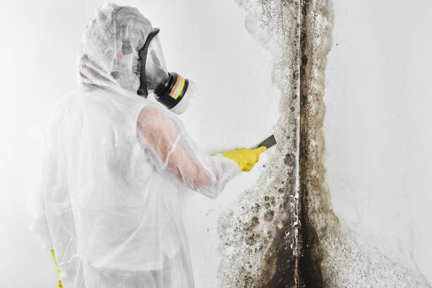 Best Toxic Mold Removal  in Grove City, OH