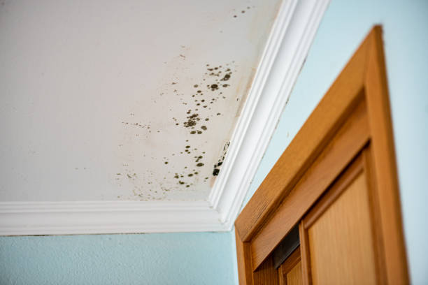 Best Mold Remediation Experts  in Grove City, OH