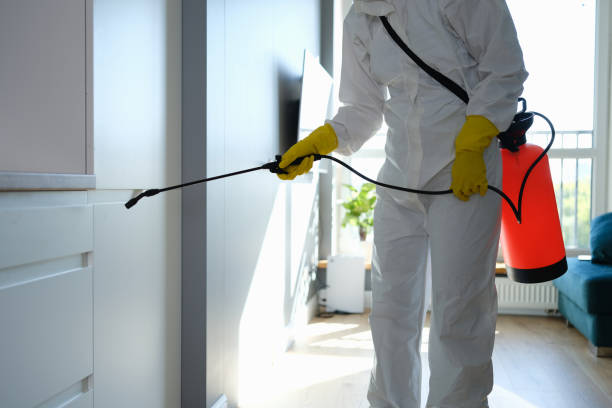 Best Emergency Mold Removal  in Grove City, OH