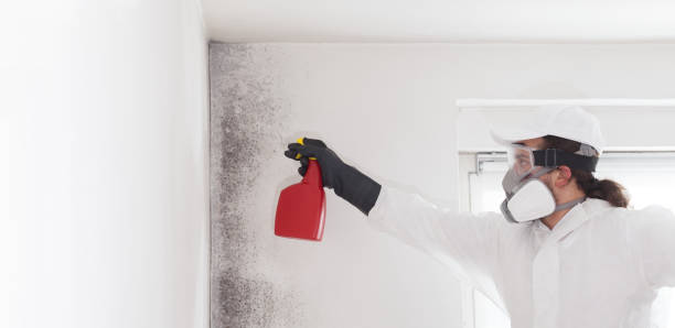 Best Residential Mold Removal  in Grove City, OH