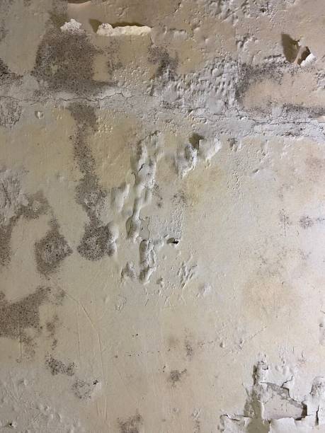 Best Mold Removal Company Near Me  in Grove City, OH