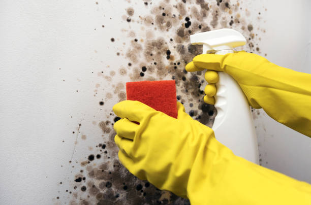 Professional Mold Removal in Grove City, OH