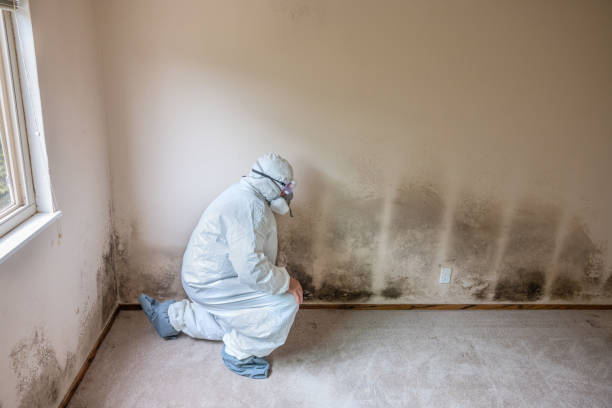 Best Fast Mold Removal  in Grove City, OH