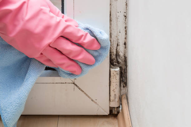 Best Mold Cleaning Services  in Grove City, OH