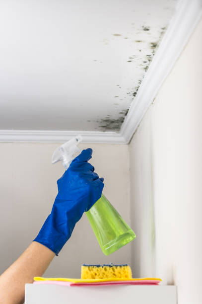 Best Mold Removal Specialists  in Grove City, OH